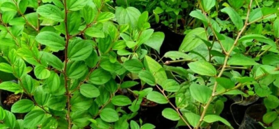 Manfaat Tanaman Bidara Arab