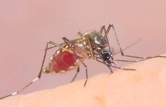 Peringatan ASEAN DENGUE DAY Tahun 2024 “Wujudkan Indonesia Bebas Dengue”