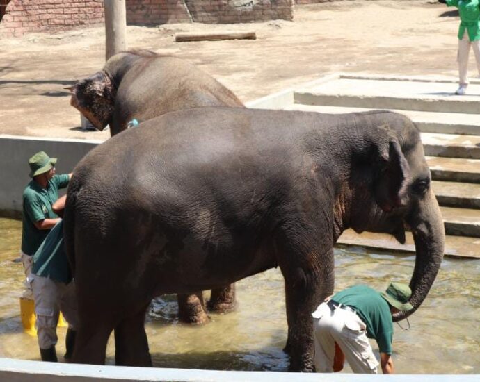 Solo Safari Destinasi Wisata, Edukasi Satwa Gajah Bersama Pengunjung