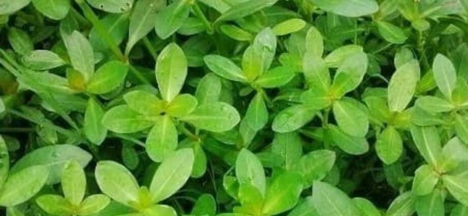 Mengungkap Khasiat Daun Krema untuk Kesehatan