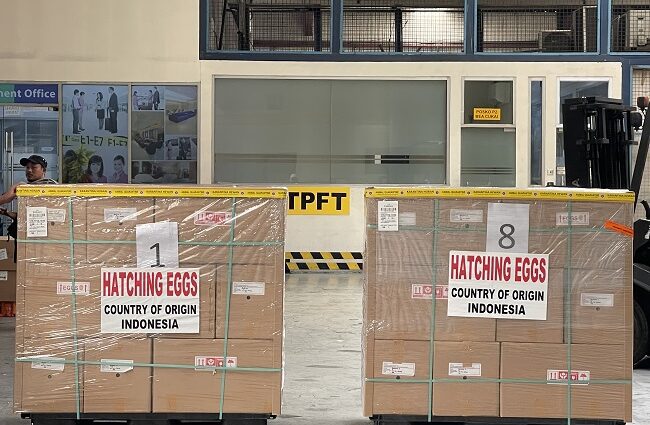 Indonesia Tingkatkan Ekspor Unggas ke Pasar Global, Kirim Telur Tetas ke Uni Emirat Arab