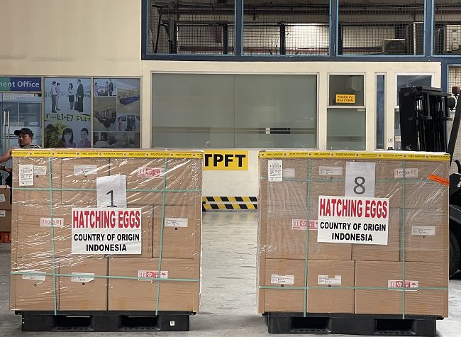 Indonesia Tingkatkan Ekspor Unggas ke Pasar Global, Kirim Telur Tetas ke Uni Emirat Arab