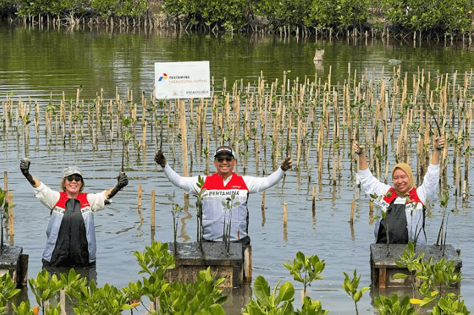 mangrove