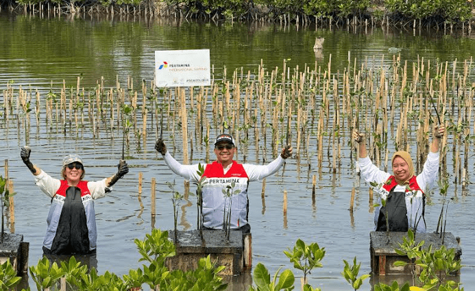 mangrove