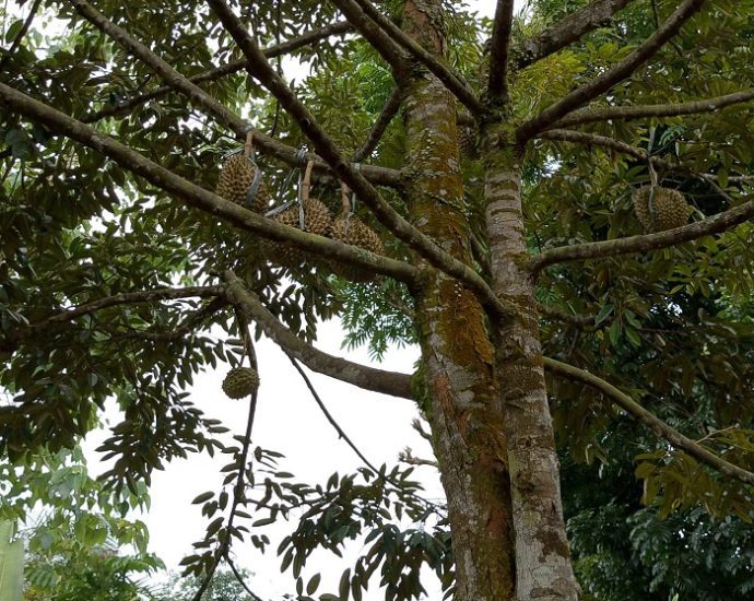 Durian Tembaga: Durian Lokal Nomor Satu di Indonesia