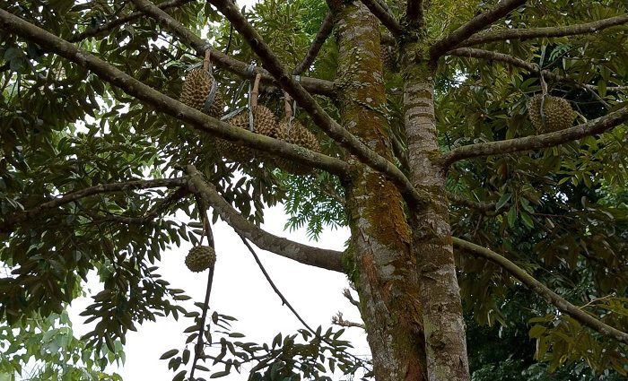 Durian Tembaga: Durian Lokal Nomor Satu di Indonesia